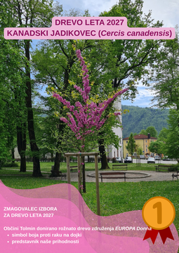 ZMAGOVALEC IZBORA ZA DREVO LETA 2027 rožnato drevo združenja EUROPA Donna - simbol boja proti raku na dojki